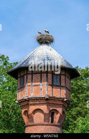 Young White storks (Ciconia ciconia) in the nest on the roof of a water tower in the village Ruhstadt, European stork village, Prignitz Stock Photo