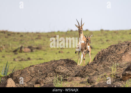 Wild Chinkara (gazella bennettii) aka Indian Gazelle mating in grasslands habitat  around Pune, Maharashtra, India Stock Photo