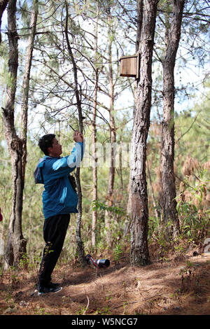 In this undated photo, 31-year-old Chinese man Luo Kang, a Ph.D. candidate of Chinese Academy of Sciences, checks 'houses' built by himself for birds Stock Photo