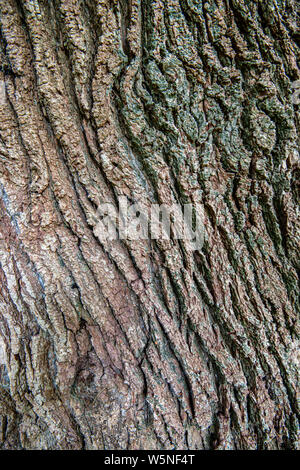 Oak Bark poster background. Deep grooves in the bark of an ancient tree at Crowhurst Church. East Sussex, England