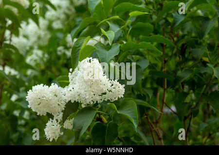 Clusters of white lilac bloom in early spring in early May Stock Photo