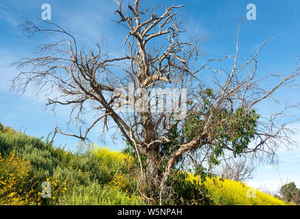 Starkly beautiful, dying eucalyptus tree is surrounded by bright yellow California brittlebush and mustard flowers in the pocket wetlands. Southern CA Stock Photo