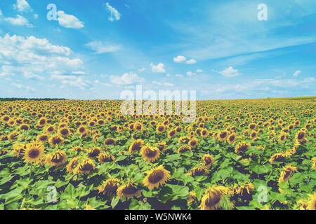 Summer landscape with sunflowers and beautiful sky. Picturesque sunflower field, aerial view. Rural landscape. Nature background Stock Photo