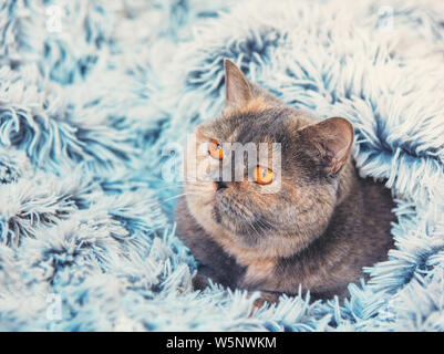 A cute cat peeking out from under a soft fur blue blanket. The cat is wrapped in the blanket. British shorthair cat resting on the bed Stock Photo