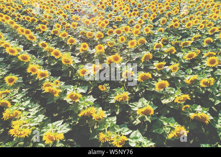 Summer landscape with sunflowers. Aerial view of the beautiful sunflower field. Rural landscape. Nature background Stock Photo