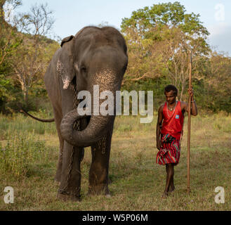 Negombo, Sri Lanka - 2019-03-22 - Elephant Walks With His Handler Across Grass Field. Stock Photo