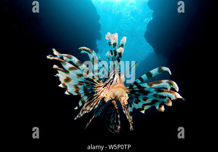 Common lionfish (Pterois volitans), in a coral reef, Hurghada, Egypt Stock Photo