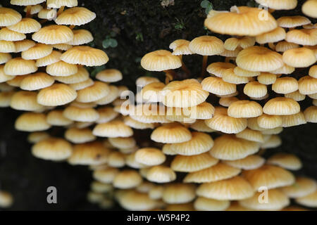 Xeromphalina campanella, known as Pinewood Gingertail, wild mushroom from Finland Stock Photo