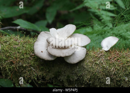 Pleurotus pulmonarius, commonly known as the Indian Oyster, Italian Oyster, Phoenix Mushroom, or the Lung Oyster, growing wild in Finland Stock Photo
