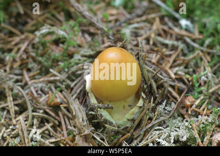 Orange Grisette mushroom, known also as Saffron Ringless Amanita, Amanita crocea, wild mushroom from Finland Stock Photo