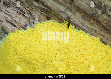 Fuligo septica, a slime mold known as the dog vomit slime mold, scrambled egg slime, or flowers of tan Stock Photo