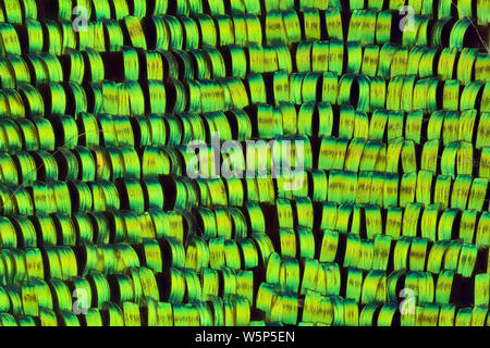 Extreme magnification - Sunset moth wing scales , Chrysiridia rhipheus Stock Photo