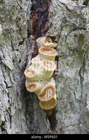 Polyporus squamosus, a  bracket fungus with common names including dryad's saddle and pheasant's back mushroom Stock Photo