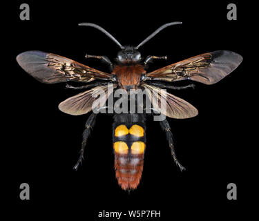 Extreme magnification - Megascolia maculata giant wasp Stock Photo