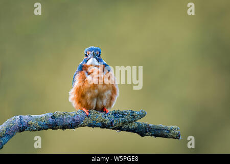 Portrait of a kingfisher perched on a branch looking forward at the camera