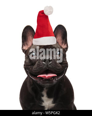 close up of panting santa french bulldog looking excited while standing on white background Stock Photo