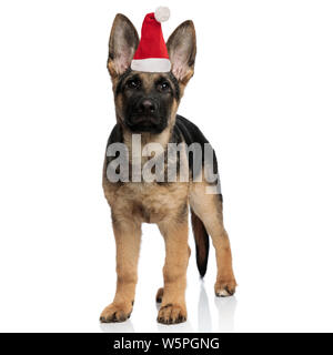 cute little german shepherd puppy wearing santa hat standing on white background Stock Photo