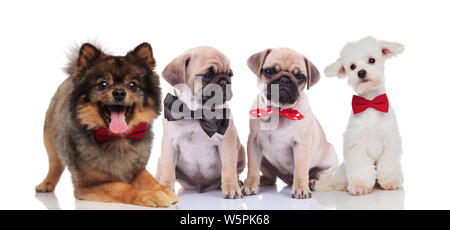 four cute and happy dogs of many breeds wearing bowties while sitting and lying on white background Stock Photo