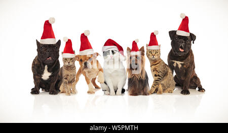 adorable team of seven christmas pets of different breeds sitting and standing on white background while panting Stock Photo