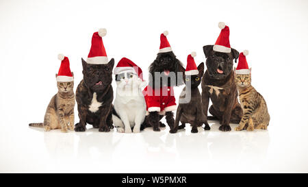 cute team of seven santa pets of different breeds sitting on white background with mouth open and tongue exposed Stock Photo