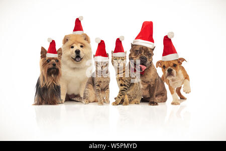 six cute dogs and cats wearing colorful birthday hats while sitting and ...