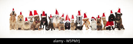 large group of adorable cats and dogs with santa hats sitting and standing on white background with mouth open and tongue exposed Stock Photo