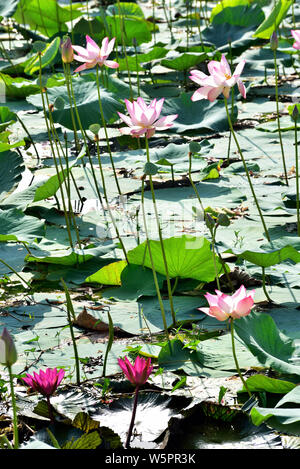 Pink Lotus lily pond Bhadeli village Gujarat India Asia Stock Photo