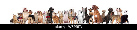 cats and dogs looking up while wearing bowties and collars, while standing and sitting on white background Stock Photo