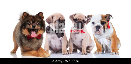 four happy stylish dogs of different breeds sitting and lying on white background Stock Photo