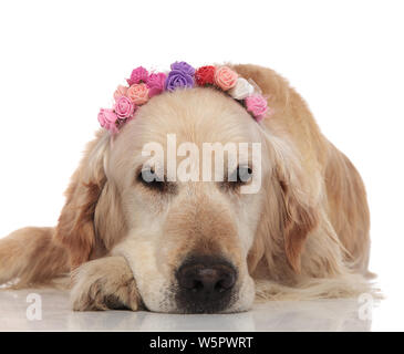 bored labrador with spring flowers crown lies on white background and looks to side Stock Photo