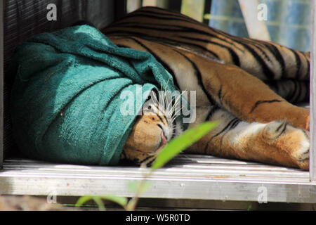 (190730) -- BEIJING, July 30, 2019 (Xinhua) -- A Sumatran tiger is seen in cage before being released at Dharmasraya Tiger Rehabilitation Center in West Sumatra, Indonesia, July 29, 2019. The Environmental Ministry with Dharmasraya Tiger Rehabilitation Center and ARSARI Foundation released two Sumatran tigers, one female named Bonita and one male named Atan Bintang, on the occasion of Global Tiger Day (also known as International Tiger Day) that falls on July 29. (Photo by Andri Mardiansyah/Xinhua) Stock Photo