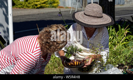 Motueka, Tasman/New Zealand - February 17, 2013: A woman inspecting a bonsai tree for sale. Stock Photo