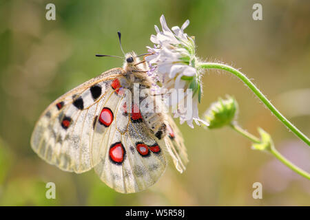 Apollo Butterfly - Parnassius apollo, beautiful iconic endangered butterfly from Europe, Stramberk, Czech Republic. Stock Photo