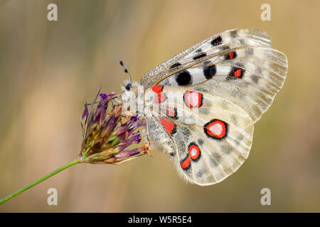 Apollo Butterfly - Parnassius apollo, beautiful iconic endangered butterfly from Europe, Stramberk, Czech Republic. Stock Photo