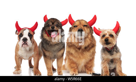 halloween team of four brown dogs of different breeds dressed as devils while standing and sitting on white background Stock Photo