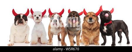 large group of happy devil dogs standing and sitting on white background, panting Stock Photo