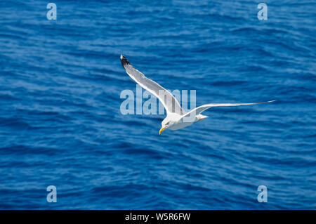 Seagull flying on open sea background Stock Photo
