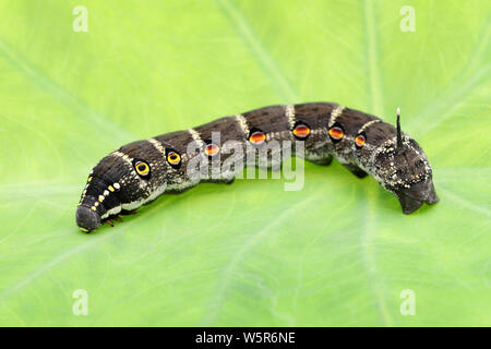 Studio shot of big black caterpillar on a leaf background Stock Photo
