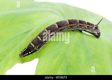 Studio shot of big black caterpillar on a leaf background Stock Photo