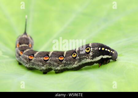 Studio shot of big black caterpillar on a leaf background