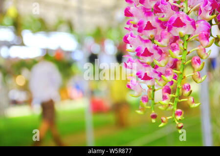 colorful rhynchostylis gigantea Thailand orchid. close up Siam the beautiful orchid Stock Photo
