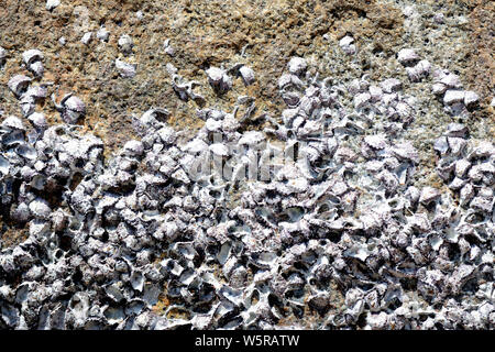 Closeup view of a stone with seashells. Natural abstract background Stock Photo