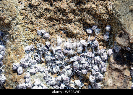 Closeup view of a stone with seashells. Natural abstract background Stock Photo