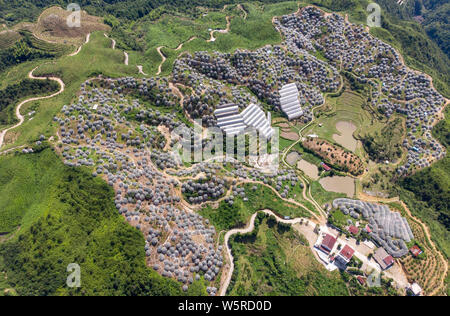 Thousands of Yangmei fruit trees are wrapped in gauze to prevent strong ...