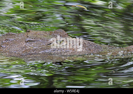 Head of American Crocodile in water - Jamaica Stock Photo