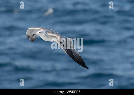 Seagull flying over sea waves Stock Photo