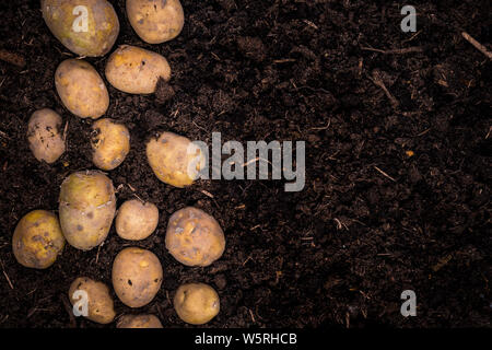 Download Young Potatoes On Soil Border Background Poster Template Or Product Mockup Stock Photo Alamy