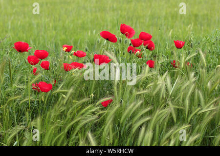 Red poppies in wheat field Stock Photo