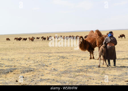 Large herd of Bactrian camels with their young. Stock Photo