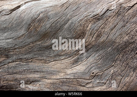 tree trunk texture abstract background Stock Photo